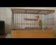 russian canary