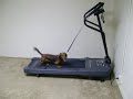Bentley in training