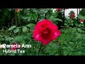 Hybrid Tea Rose Gardening Display - Flower Guide Hybrid Tea Rose Gardening Display - Flower Guide