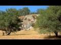 Summer in the Central Sierra Nevada Foothills