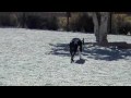videos de Puppy Park