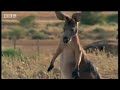 Kangaroo vs dingo - BBC wildlife Kangaroo vs dingo - BBC wildlife