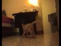 Birba