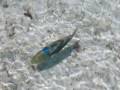Maldives Chaaya Lagoon Hakuraa Huraa Meemu Atoll Mars 2009 Yves Alain Gilhodes