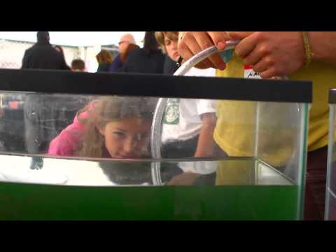 how to grow spirulina