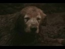 Homeward Bound - Dare You To Move