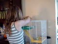 Rat in Action
