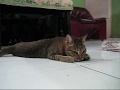 Orangie the acrobatic cat