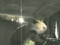 tyrannosaurus rex T-REX...Real :)