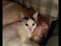 眠りネコ動画