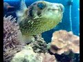 my 150g reef tank