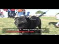 Bozzy - Rescue Pug Available for Adoption