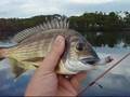 Lake Macquarie - Bream on poppers
