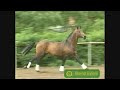 Horses - Pocket Full of Sunshine Horses - Pocket Full of Sunshine