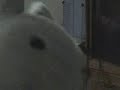 Bunny\