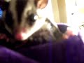 watch this before you buy a sugar glider