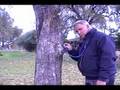 Arborist
