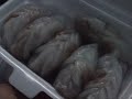 Ho Chak! Best of Malaysia Local Food Part 5