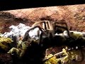 MM & mature Female P.Irminia breeding tank