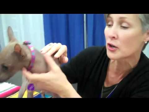 how to care for a xoloitzcuintli