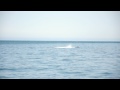 Whale watching excursion at Seward, Alaska (HD video)
