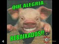 Rizada do Porquinho - GAMBAZADA REBAIXADA - Tadeu e Duvernay