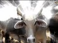 great bull riding action from nicaragua!!