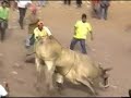 great bull riding action from nicaragua!!