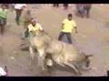 Great-Bull-Riding-Ac