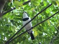 Platysteira cyanea (brown-throated wattle-eye) Platysteira cyanea (brown-throated wattle-eye)