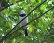 Platysteira cyanea (brown-throated wattle-eye)