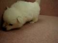 videos de 11/06 狐狸狗 spitz -公幼犬1號-日新犬舍