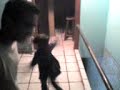 xapahall betito e sobrinha da ma�ra de 5 anos dan�ando psy