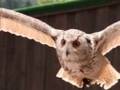 Vogelpark Steinen