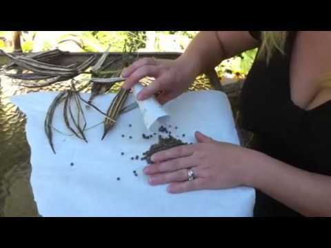 how to collect okra seeds