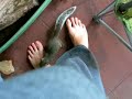squirrels everywhere! 7 8 week old squirrel antics!