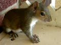 Squirrels Everywhere! 7-8 Week Old Squirrel Antics! Squirrels Everywhere! 7-8 Week Old Squirrel Antics!