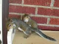 squirrels everywhere! 7 8 week old squirrel antics!
