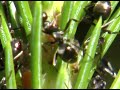 Fourmis et pucerons