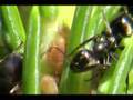 Fourmis et pucerons