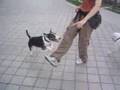Bull Terrier Inglés video