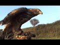 Falconeria,Falconry,Cetreria, Falknerei