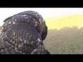 Falconeria,Falconry,Cetreria, Falknerei