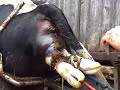 Big fat mamma giving birth to blue baby Big fat mamma giving birth to blue baby