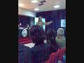 David Muraro Congresso Movimento Nazionale del Delfino 2