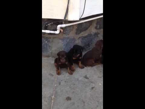 Doberman Pincher puppies