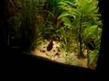 videos de cleithacara maronii