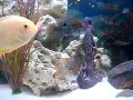 My Cichlid Aquarium.AVI