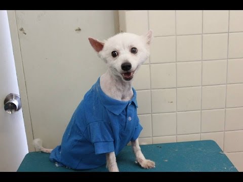 殺処分ゼロを目指して・・・ボランティアトリミング2