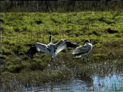 Whooping - [cc] The 5-foot-tall whooping crane is the tallest bird in North America and among the rarest. A small flock of whoopers winters on the Aransas National Wild...